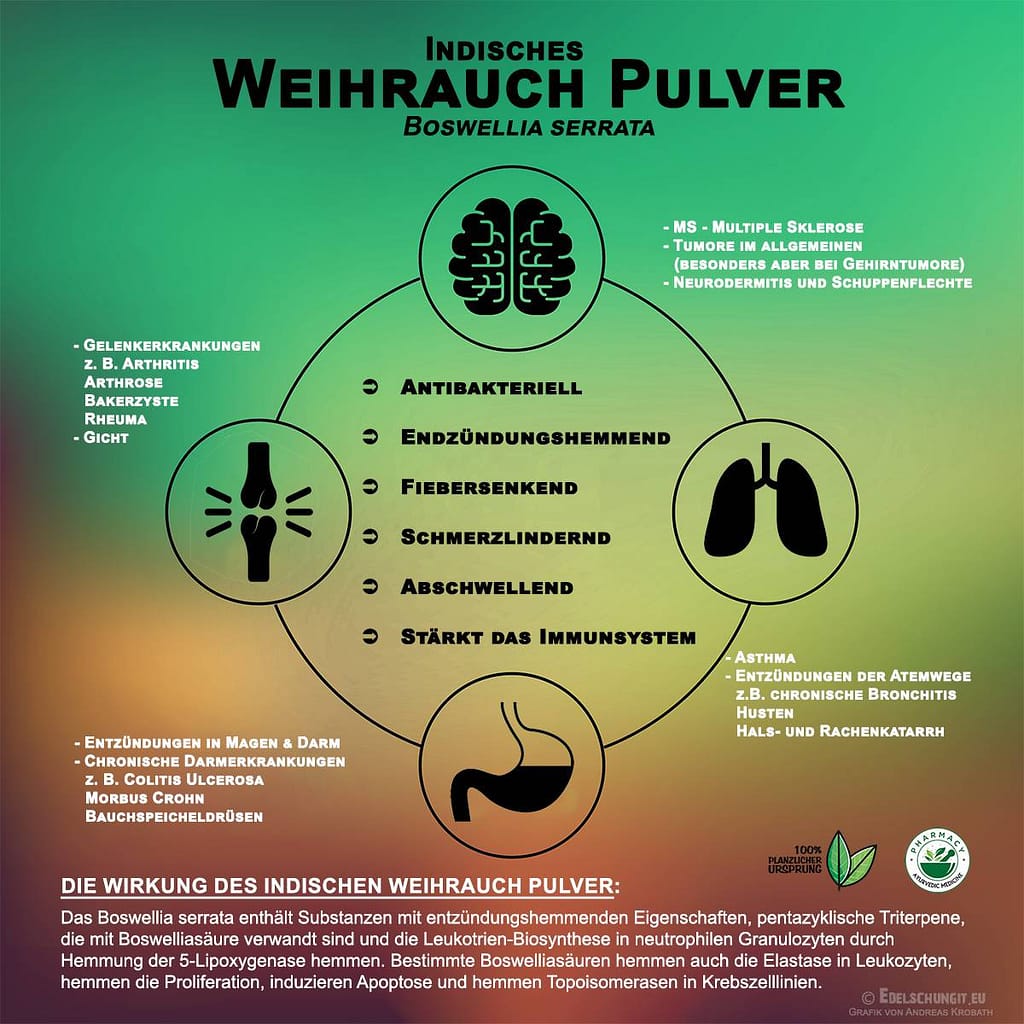 Indischer Weihrauch – der Entzündungshemmer